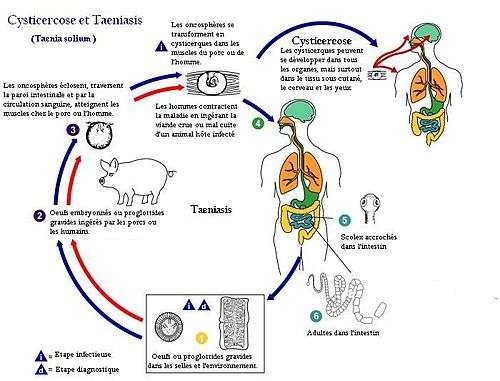 Cycle de contamination des ténias. (cliquez sur l'image pour l'agrandir)