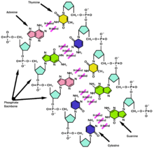 Structure chimique de l'ADN.