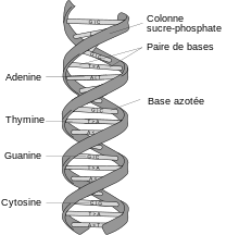 Structure de la double hélice d'ADN.