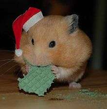 Hamster déguisé en Père Noël.