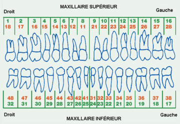 Deux systèmes de numérotation de la denture humaine