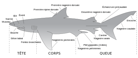 Anatomie externe du requin.