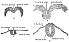 Représentation du développement d'un tube neural (en)