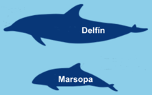 Différence de silhouette entre dauphin (en haut) et marsouin (en bas)