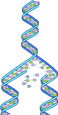 Une molécule d'ADN.