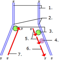 Schéma de la réplication de l'ADN chez les eucaryotes.