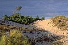 Dune baltique (Ostsee) : groupements végétaux types du littoral dunaire et début de chaudière