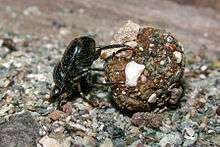  Un bousier (Scarabaeoidea) en train de pousser une boule de bouse