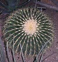  Echinocactus grusonii 