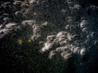 Taches de lumière solaire à l'ombre d'un arbre mettant en évidence l'éclipse de Soleil en cours.