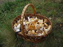 Cueillette de champignons