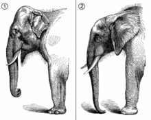 Comparaison de profils des deux types d'éléphants : celui d'Asie (à gauche) et celui d'Afrique (à droite).