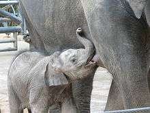 Un jeune éléphant se nourrissant.