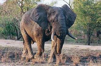 Un éléphant photographié dans une réserve privée du Parc Kruger