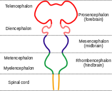 Principales subdivisions du cerveau embryonnaire des Vertébrés.