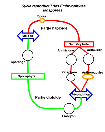 cycle reproductif des embryophytes isosporées