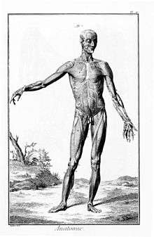 La Planche 1-143 de l'Encyclopédie représentant l'anatomie humaine.