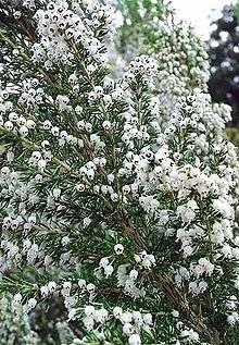 Erica arborea - bruyère arborescente