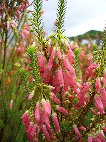 Erica mammosa