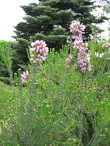 Erica terminalis - bruyère de Corse