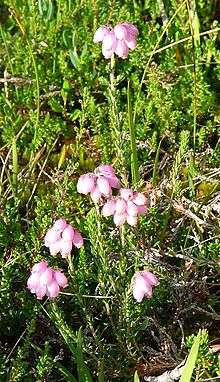 Erica tetralix - bruyère des marais