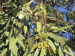 Inflorescences d'eucalyptus Eucalyptus camaldulensis