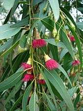 « Fleurs » (étamines) d’Eucalyptus leucoxylon dont certaines ne sont pas encore ouvertes et ont encore leur opercule