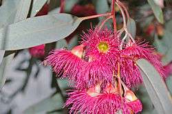 Eucalyptus sideroxylon