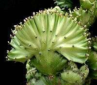 Euphorbia fasciée