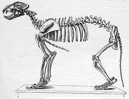 Schéma du squelette d'un lion des cavernes