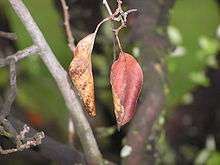 Feuilles flétries