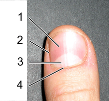 (1) Ongle ; (2) paronychium ; (3) Lunule ; (4) Eponychium (Cuticule).