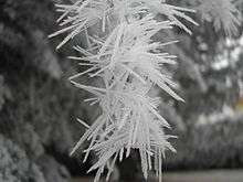 Cristaux de givre mou sur une branche d'arbre