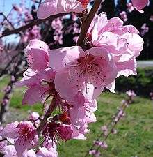 Fleurs de pêcher