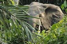 Eléphant de forêt, Loxodonta africana cyclotis