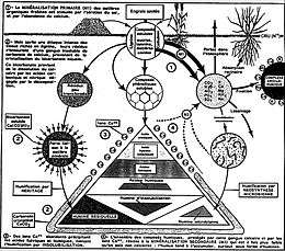 Évolution de l’humus après l'apport de matériaux organiques et d’engrais azotés dans un sol cultivé.
D. Soltner: Les bases de la production végétale. Tome I Le Sol.
