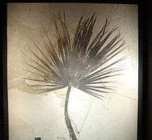 Une palme fossilisée de Palmites.