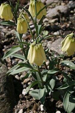 Fritillaria pallidiflora