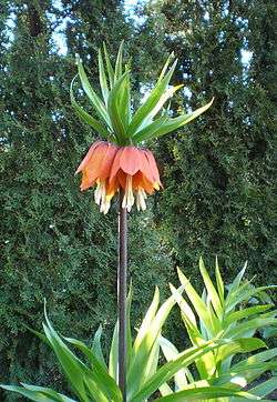 Fritillaria imperialis