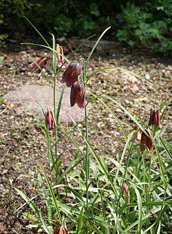 Fritillaria messanensis