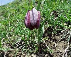 Fritillaria tubiformis