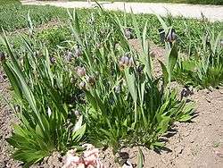 Fritillaria uva-vulpis