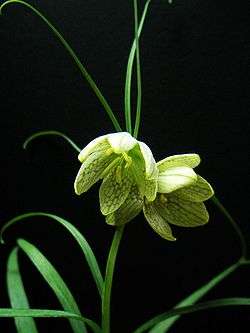 Fritillaria thunbergii