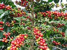 Fruits de caféier (Coffea arabica) en cours de maturation.