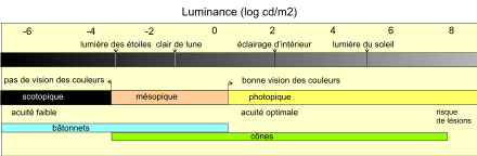 (fig. 4) Gamme des luminances auxquelles fonctionne le système visuel (dessin adapté de Purves et als[3]). Le passage de la nuit au jour s'accompagne d'une augmentation de 50 milliards de fois de l'intensité lumineuse. Pour s'adapter à ce champ dynamique considérable, la rétine des mammifères a produit deux types de photorécepteurs, les bâtonnets et les cônes. Les bâtonnets sont extrêmement sensibles à la moindre lumière et permettent une vision nocturne, mais ils saturent rapidement au crépuscule. Les cônes prennent alors le relais.