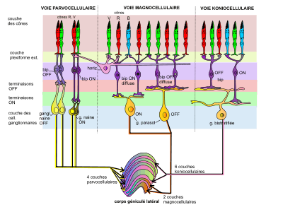 (fig. 11) Connexions de la rétine au CGL.