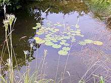 Une zone centrale profonde sert de refuge quand l'eau gèle, sans empêcher la pousse de plantes telles que les nénuphars