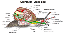 Exemple anatomique de la classe gastropoda.