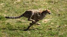 Guépard du Ree Park – Ebeltoft Safari, Danemark, en train de courir pour attraper une proie.