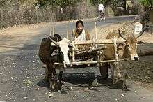 Joug sur un char à bœufs, district d'Umaria, Madhya Pradesh, Inde.